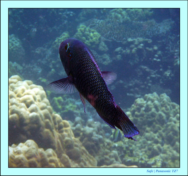 2011 - 03 - Koh Rok 23